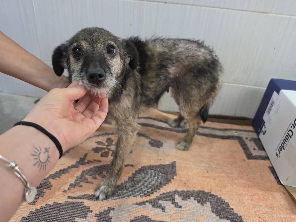 Motte, female senior Mixed Breed for adoption at Ein Herz für Streuner e.V., München
