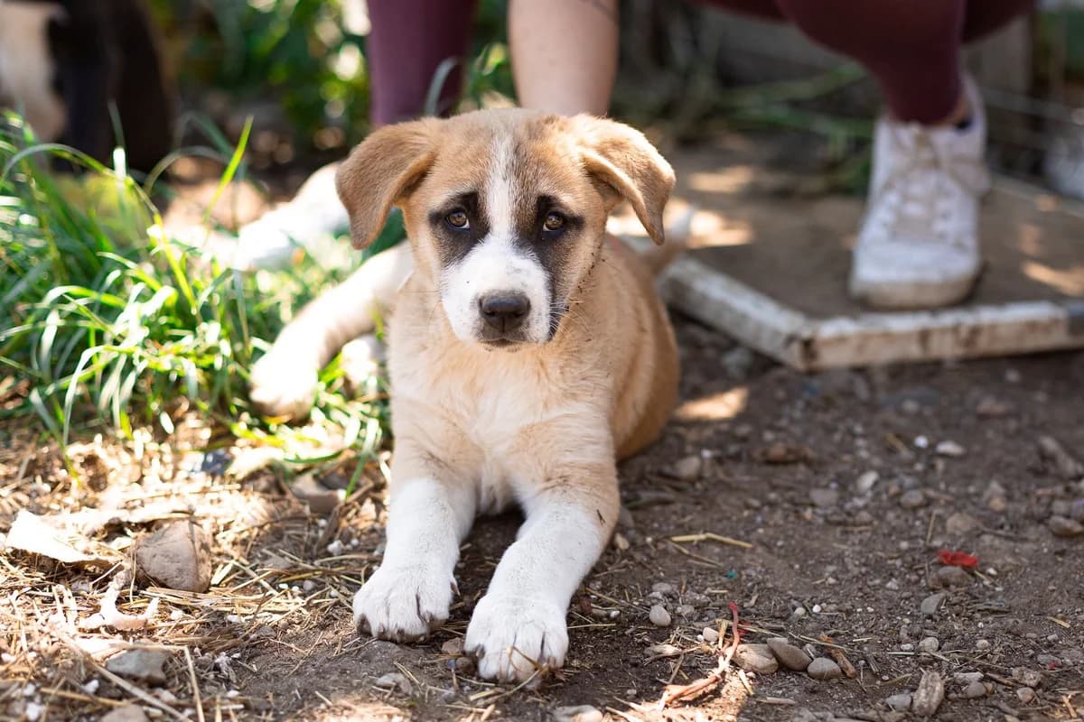 Motte, braun female puppy Mixed Breed for adoption at Ein Herz für Streuner e.V., München
