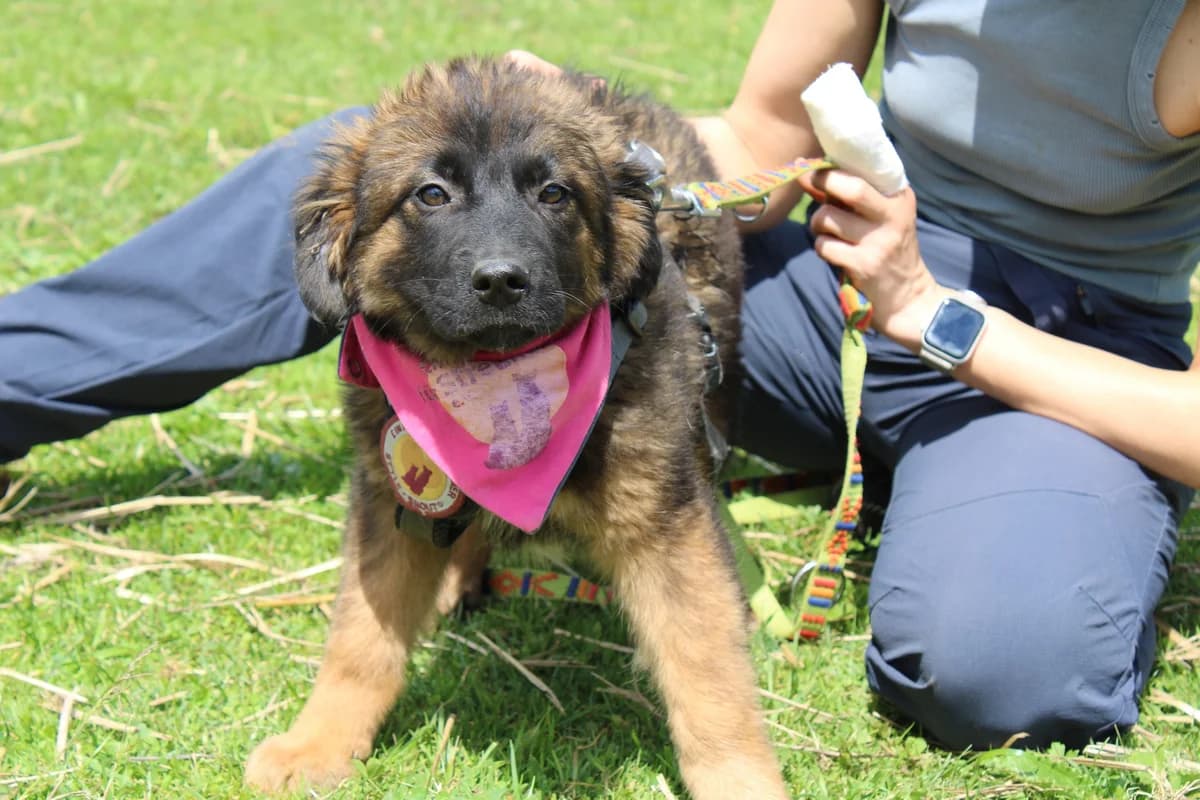 Motte, female puppy Mixed Breed for adoption at Ein Herz für Streuner e.V., München