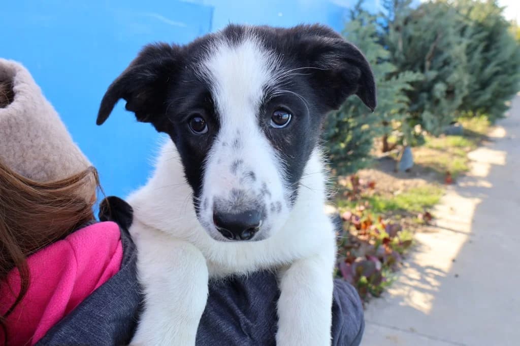 Motte, weiß female puppy Mixed Breed for adoption at Ein Herz für Streuner e.V., München