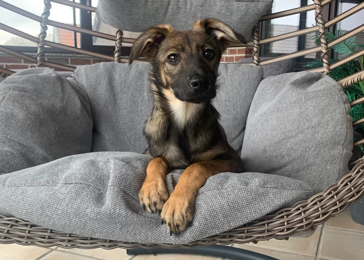 Motti, female puppy Mixed Breed for adoption at Ein Herz für Streuner e.V., München