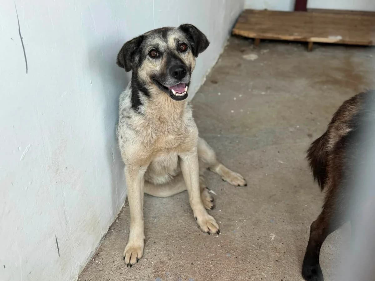 Motti, female 5yo Mixed Breed for adoption at Ein Herz für Streuner e.V., München