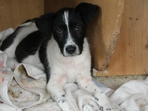 Mowgli, male puppy Mixed Breed for adoption at Ein Herz für Streuner e.V., München