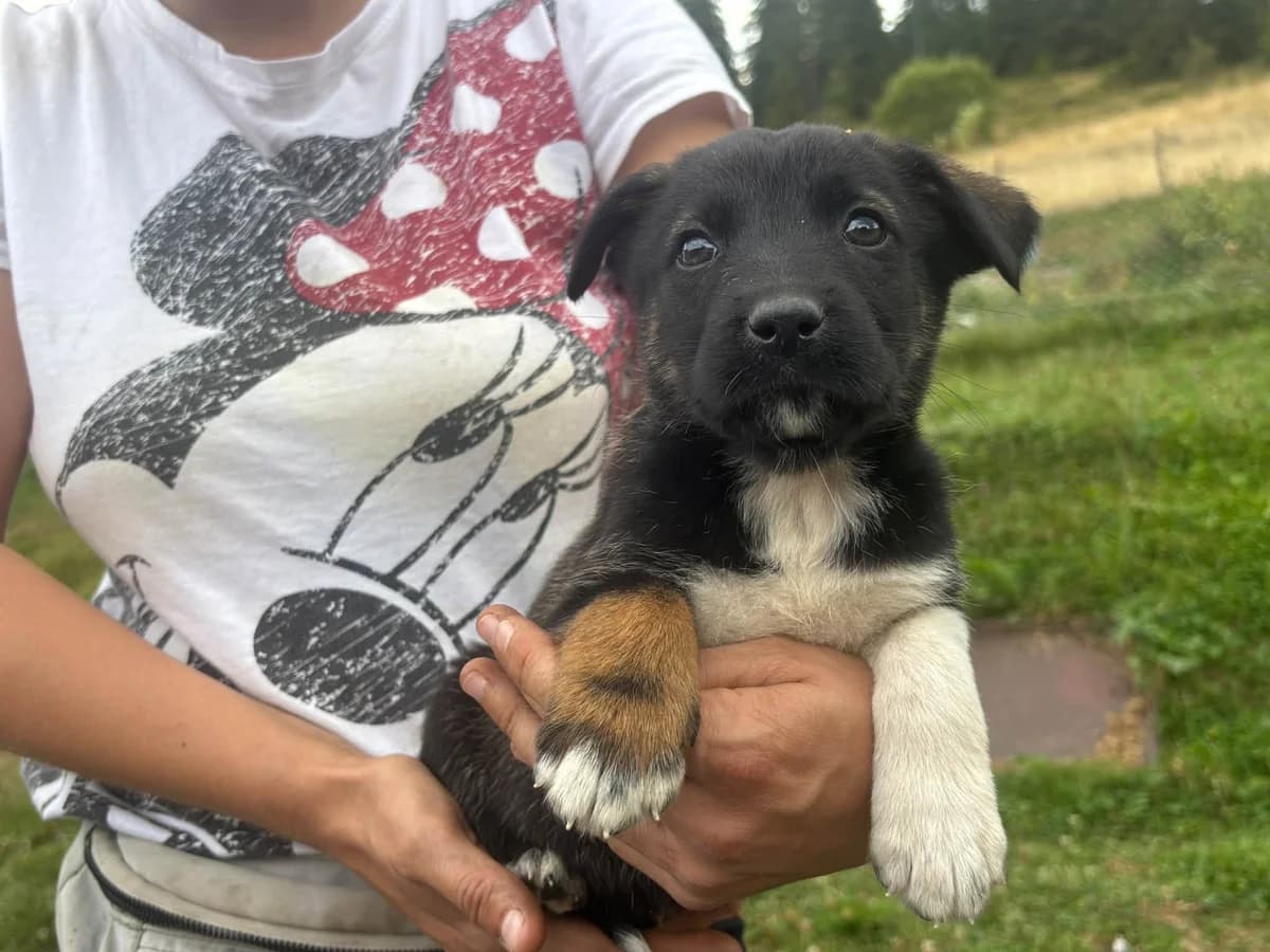 Moxie, female puppy Mixed Breed for adoption at Ein Herz für Streuner e.V., München
