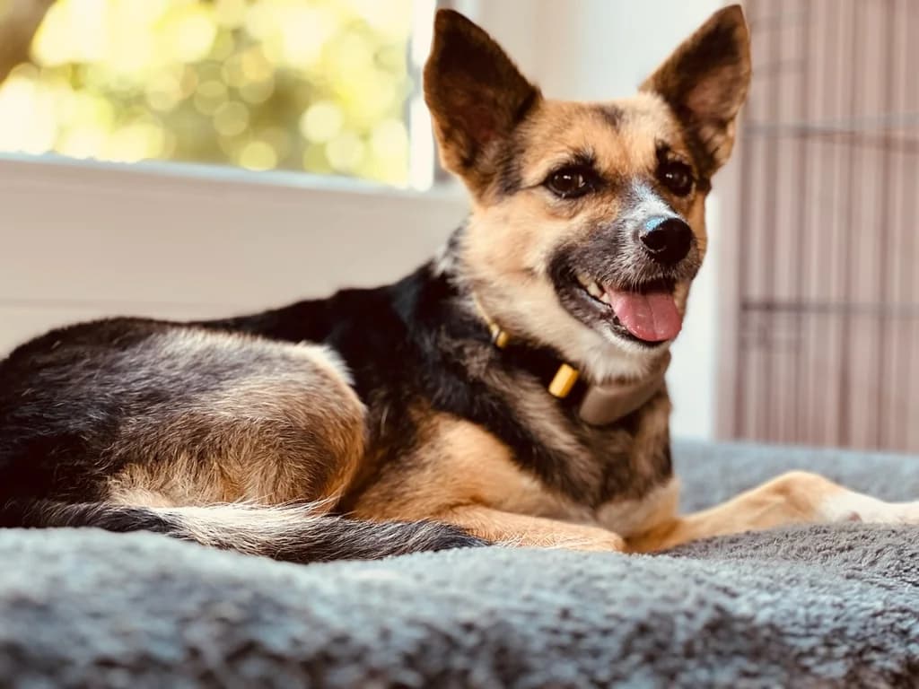 Moya, female 4yo Mixed Breed for adoption at Ein Herz für Streuner e.V., München
