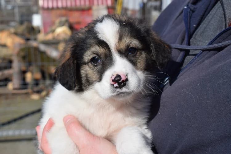 Mr. Darcy, male puppy Mixed Breed for adoption at Ein Herz für Streuner e.V., München