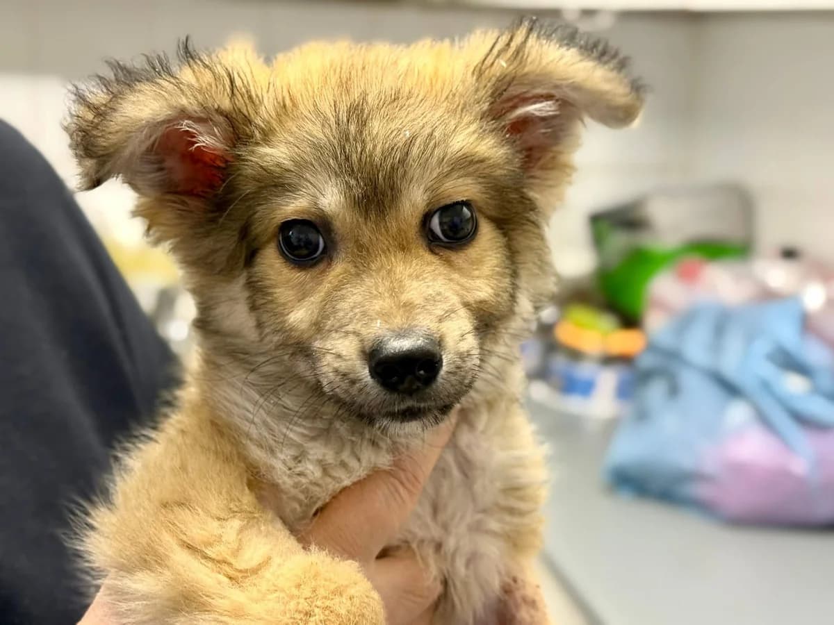 Mr. Frech, male puppy Mixed Breed for adoption at Ein Herz für Streuner e.V., München