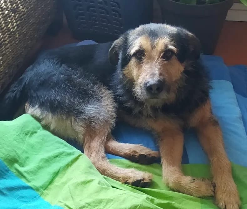 Mr. Hopkins, male 6yo Mixed Breed for adoption at Ein Herz für Streuner e.V., München