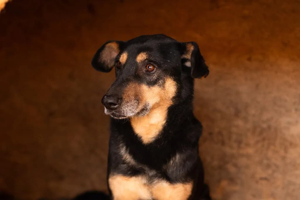 Mr. PrÄSident, male senior Mixed Breed for adoption at Ein Herz für Streuner e.V., München