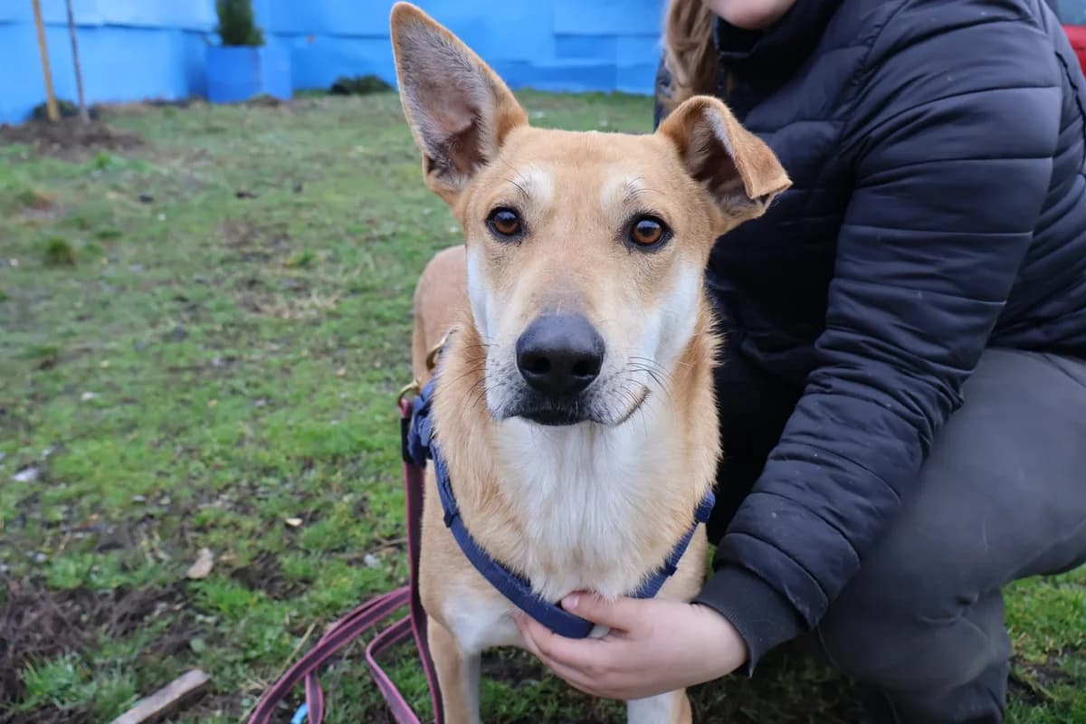 Mr. Spock, male 3yo Mixed Breed for adoption at Ein Herz für Streuner e.V., München