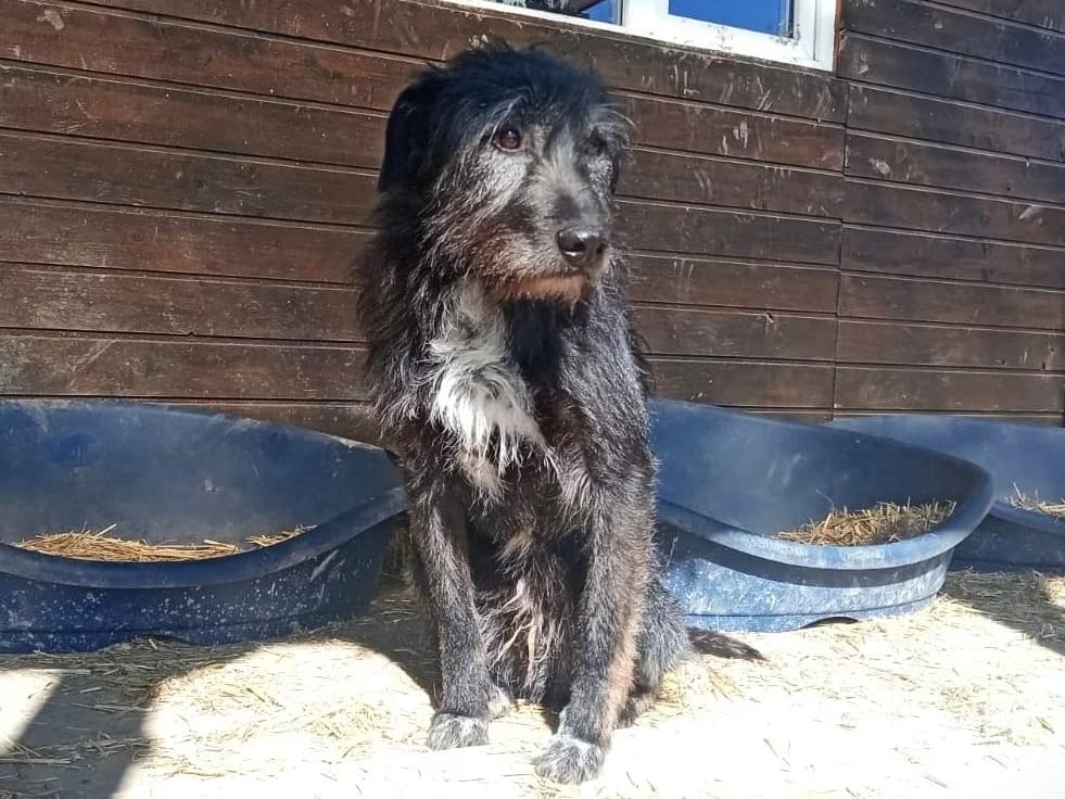 Mr. Tom, male 5yo Mixed Breed for adoption at Ein Herz für Streuner e.V., München
