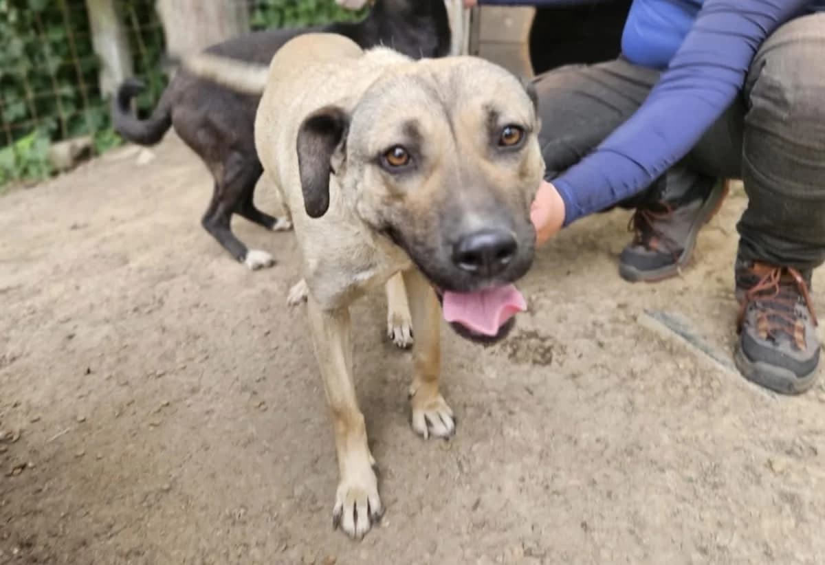 Mrs. Bean, female 5yo Mixed Breed for adoption at Ein Herz für Streuner e.V., München