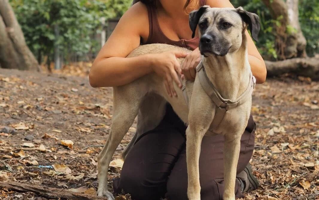 Mrs. Bean, female young Mixed Breed for adoption at Ein Herz für Streuner e.V., München