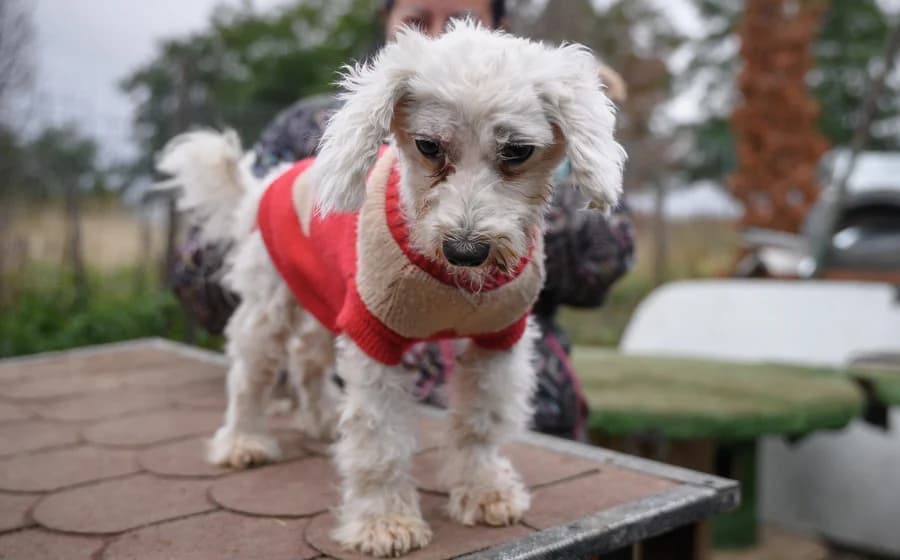 Ms Buttercup, Mixed Breed for adoption at Ein Herz für Streuner e.V., München