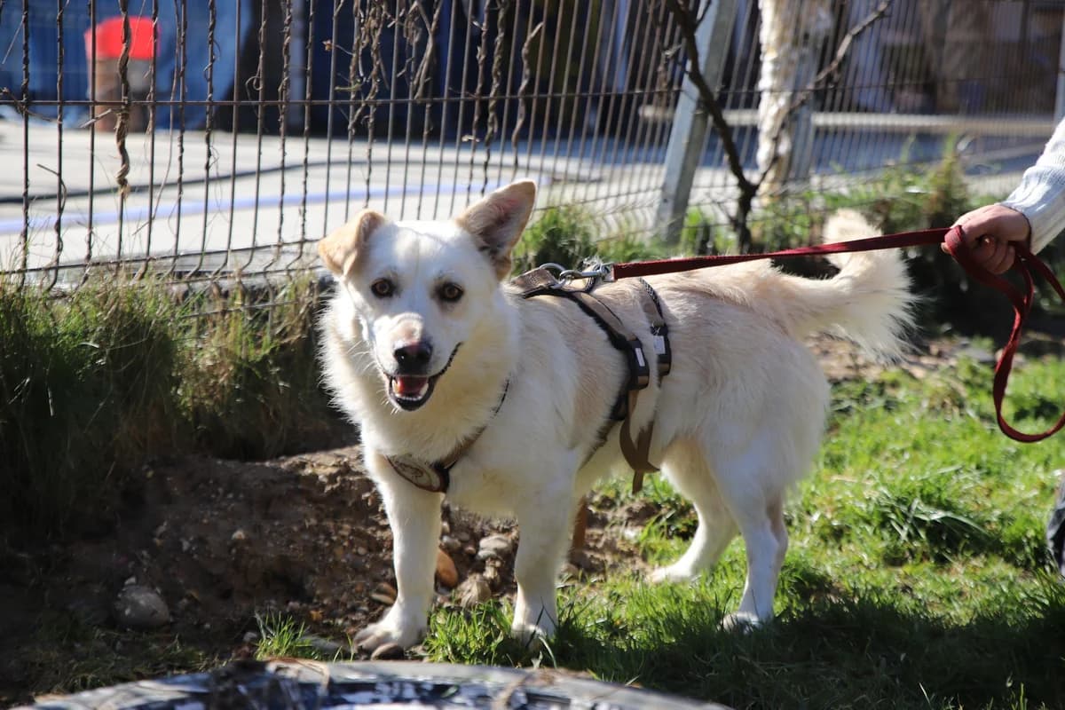 Muckl, male 3yo Mixed Breed for adoption at Ein Herz für Streuner e.V., München