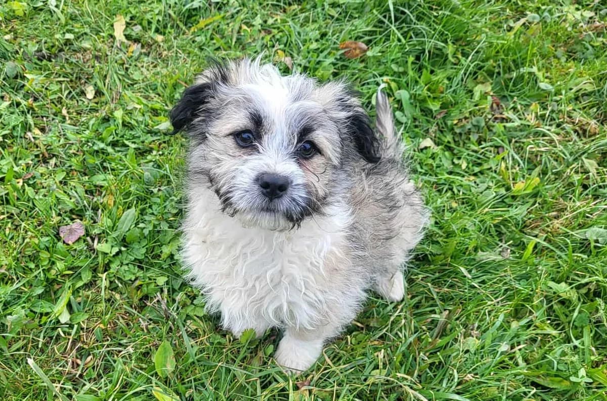 MÜCke, young Mixed Breed for adoption at Ein Herz für Streuner e.V., München