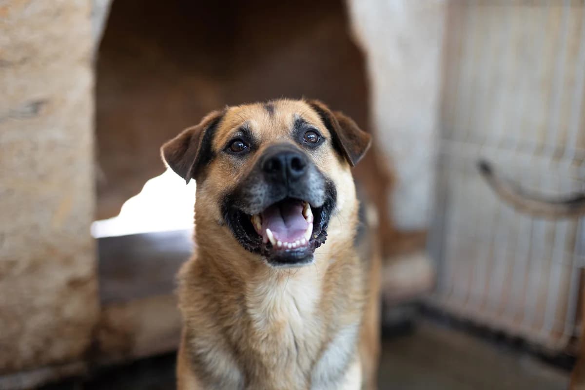 MÜCke, schwarz male 7yo Mixed Breed for adoption at Ein Herz für Streuner e.V., München