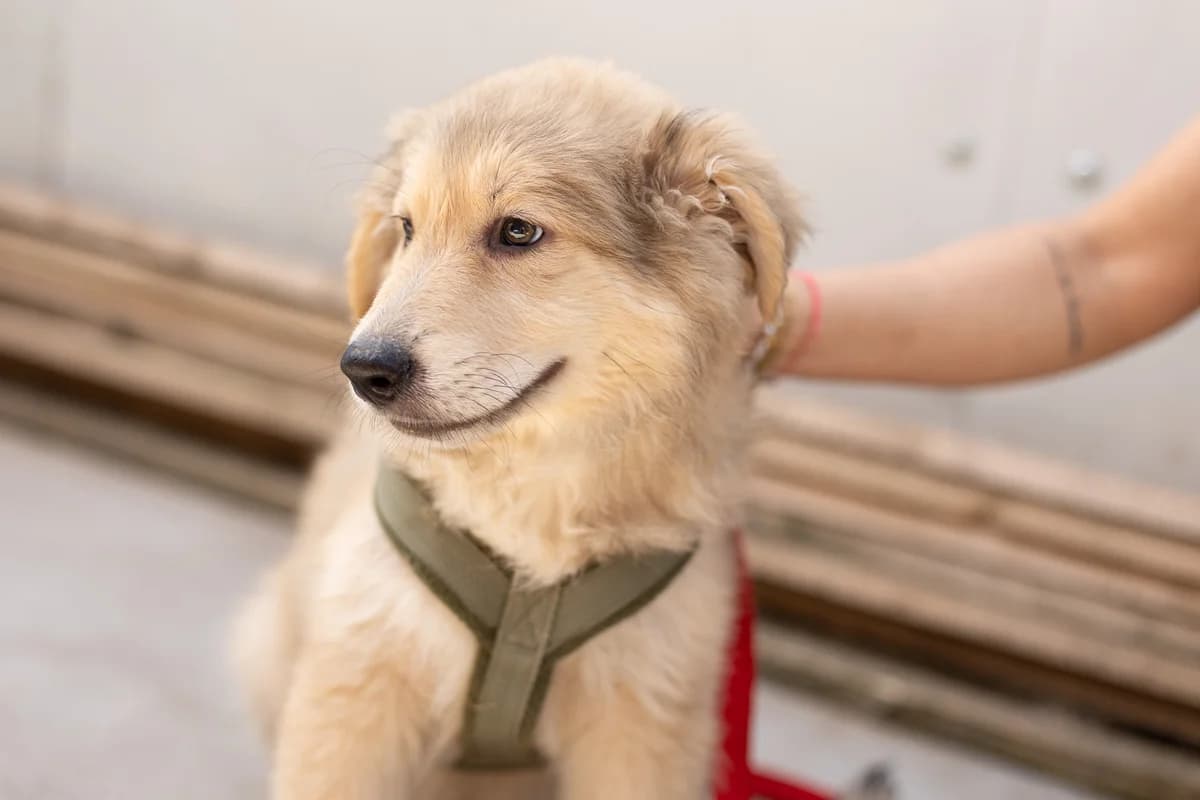 Muffin, male puppy Mixed Breed for adoption at Ein Herz für Streuner e.V., München