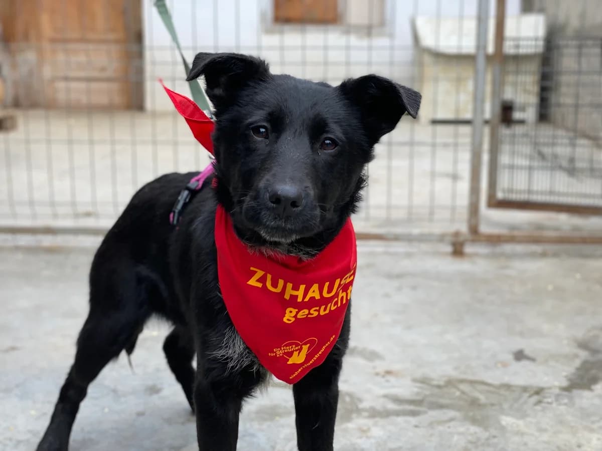 Muffin, weiß female puppy Mixed Breed for adoption at Ein Herz für Streuner e.V., München