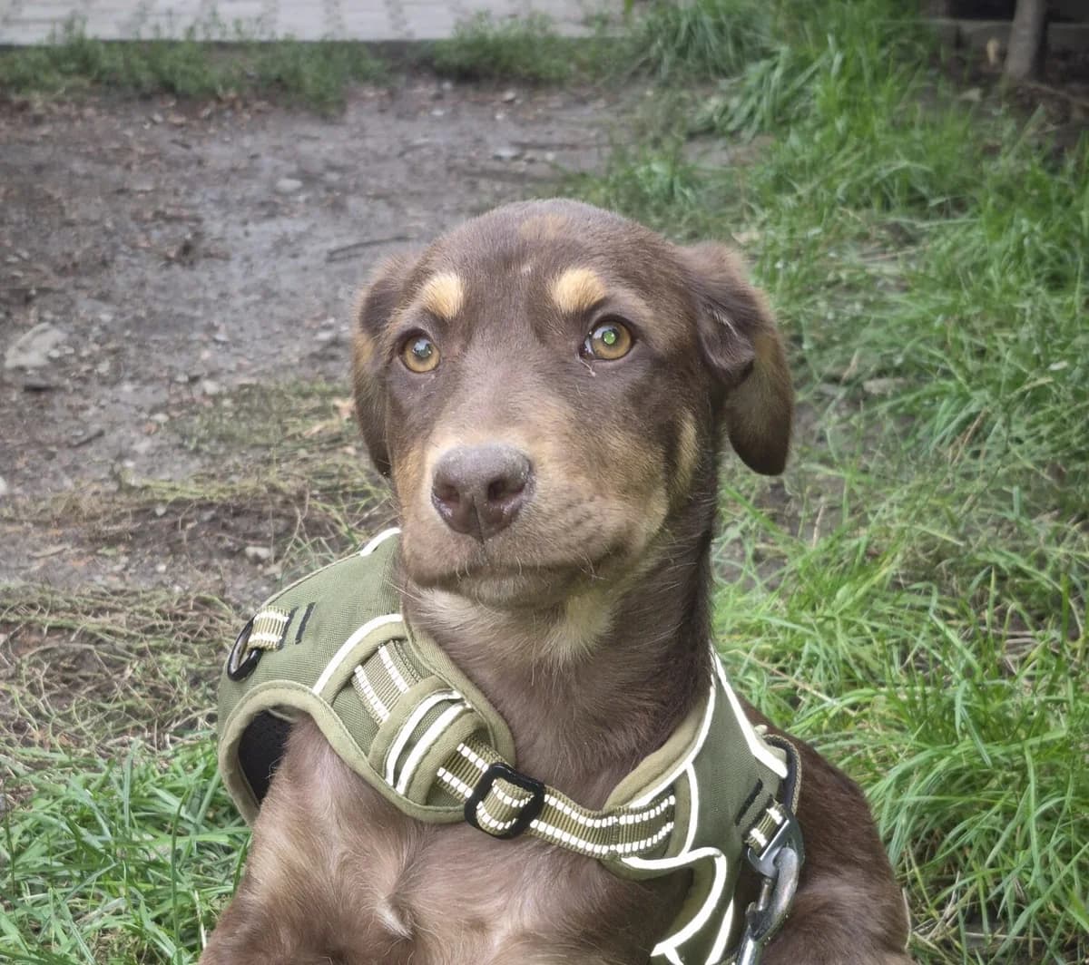 Muffin, schokobraun female puppy Mixed Breed for adoption at Ein Herz für Streuner e.V., München