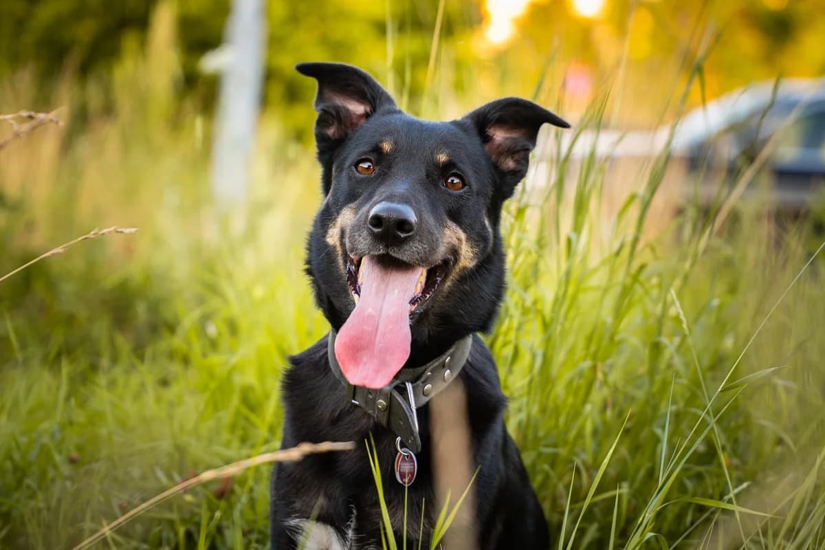 Mulani, female 4yo Mixed Breed for adoption at Ein Herz für Streuner e.V., München
