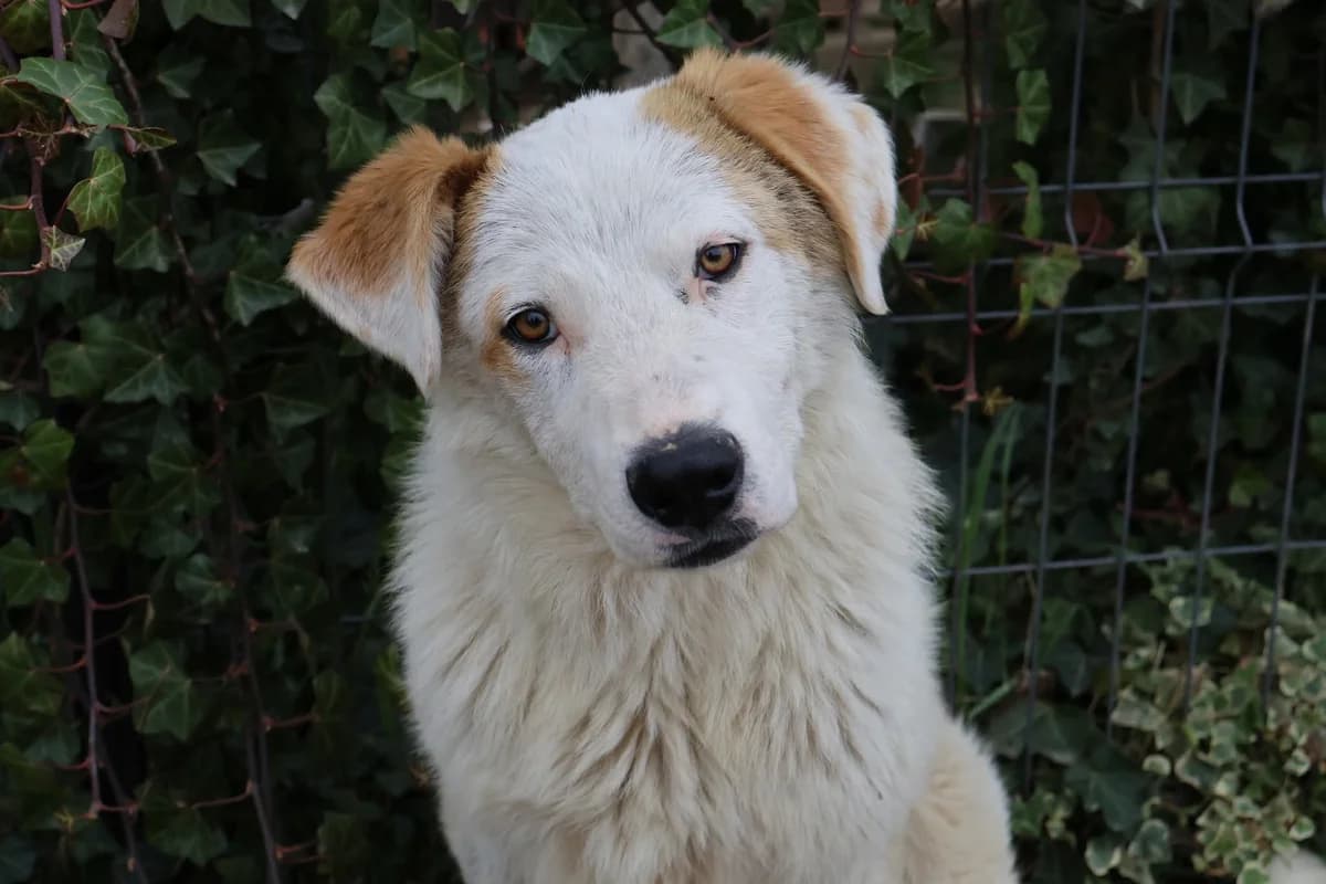 Mulder, weiß male 5yo Mixed Breed for adoption at Ein Herz für Streuner e.V., München