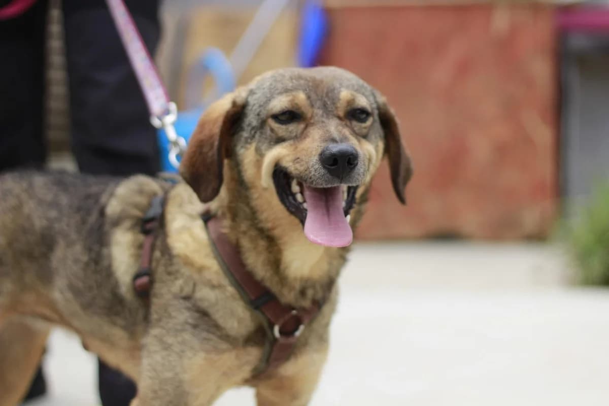 Muno, female young Mixed Breed for adoption at Ein Herz für Streuner e.V., München