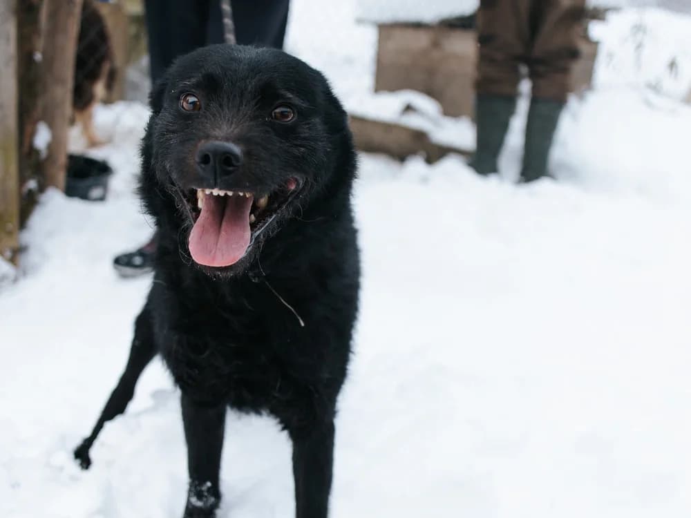 Mupi, male 4yo Mixed Breed for adoption at Ein Herz für Streuner e.V., München