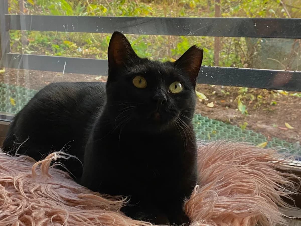 Muria, female 3yo Mixed Breed for adoption at Ein Herz für Streuner e.V., München