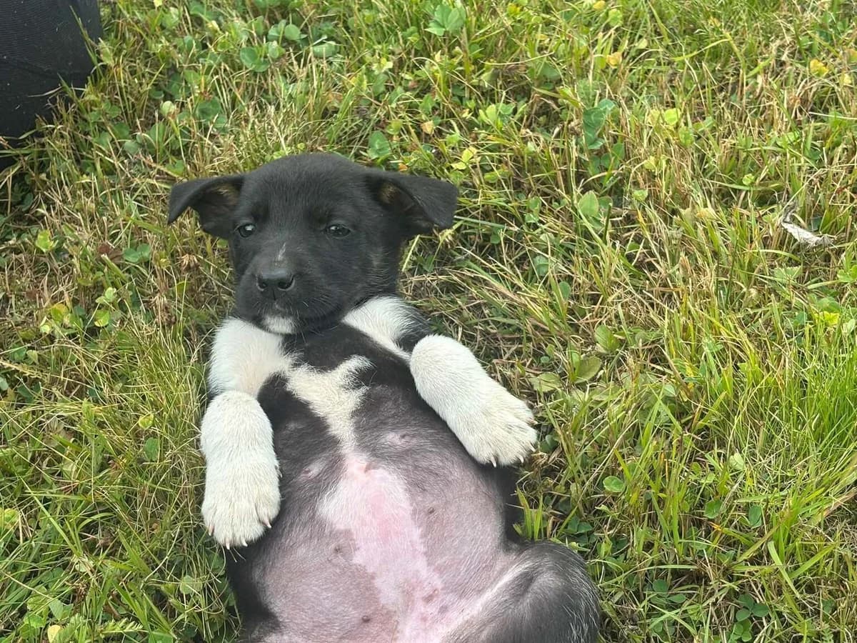Murmel, female puppy Mixed Breed for adoption at Ein Herz für Streuner e.V., München