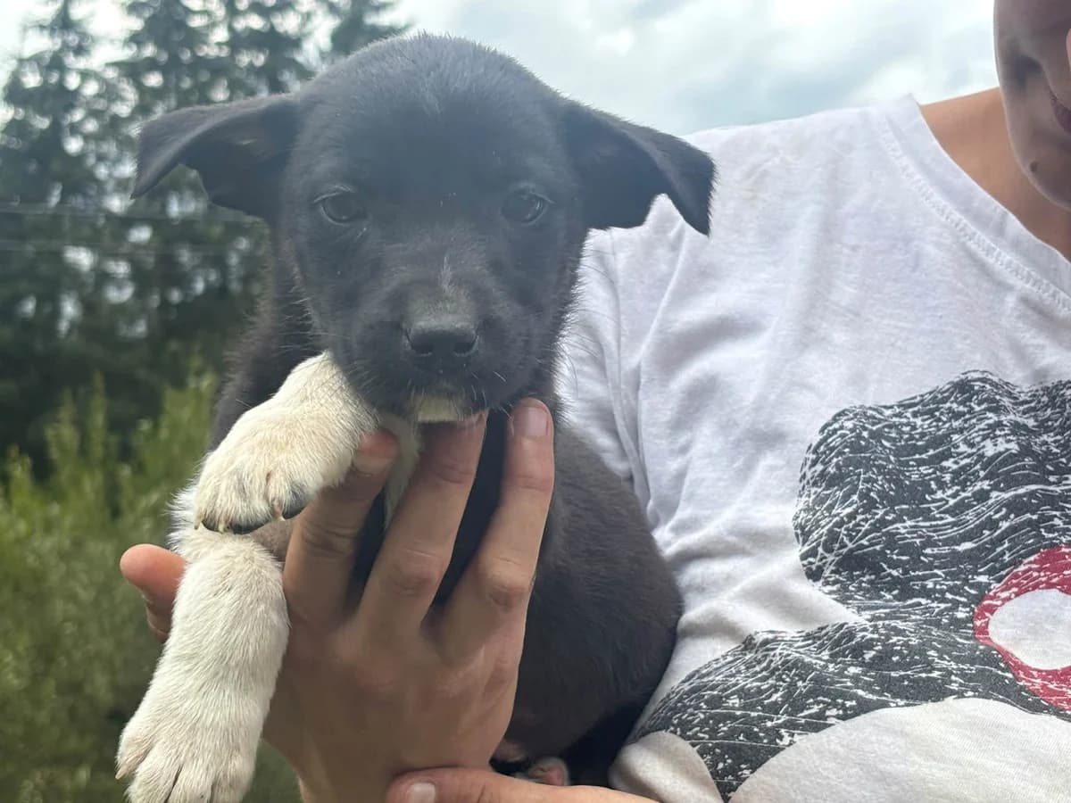 Murmel, female puppy Mixed Breed for adoption at Ein Herz für Streuner e.V., München