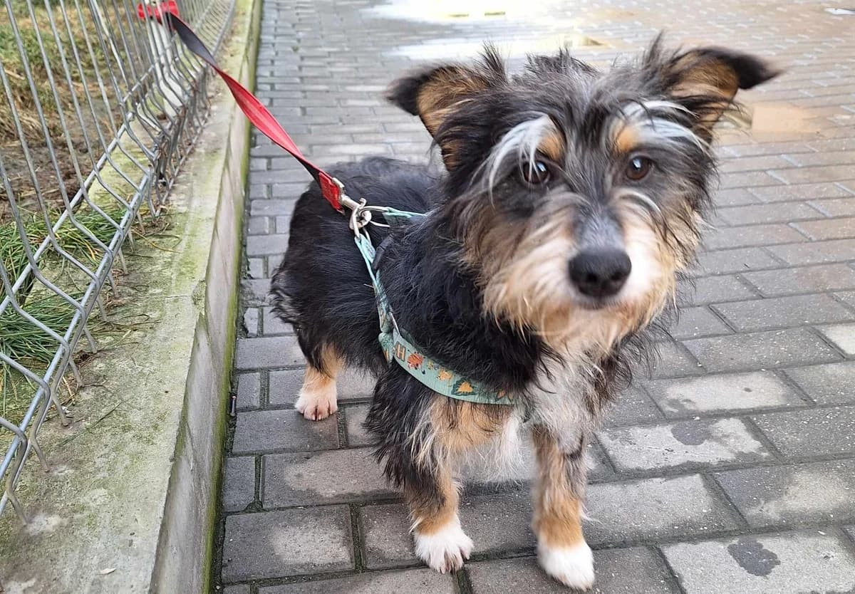 Murmel, Mixed Breed for adoption at Ein Herz für Streuner e.V., München