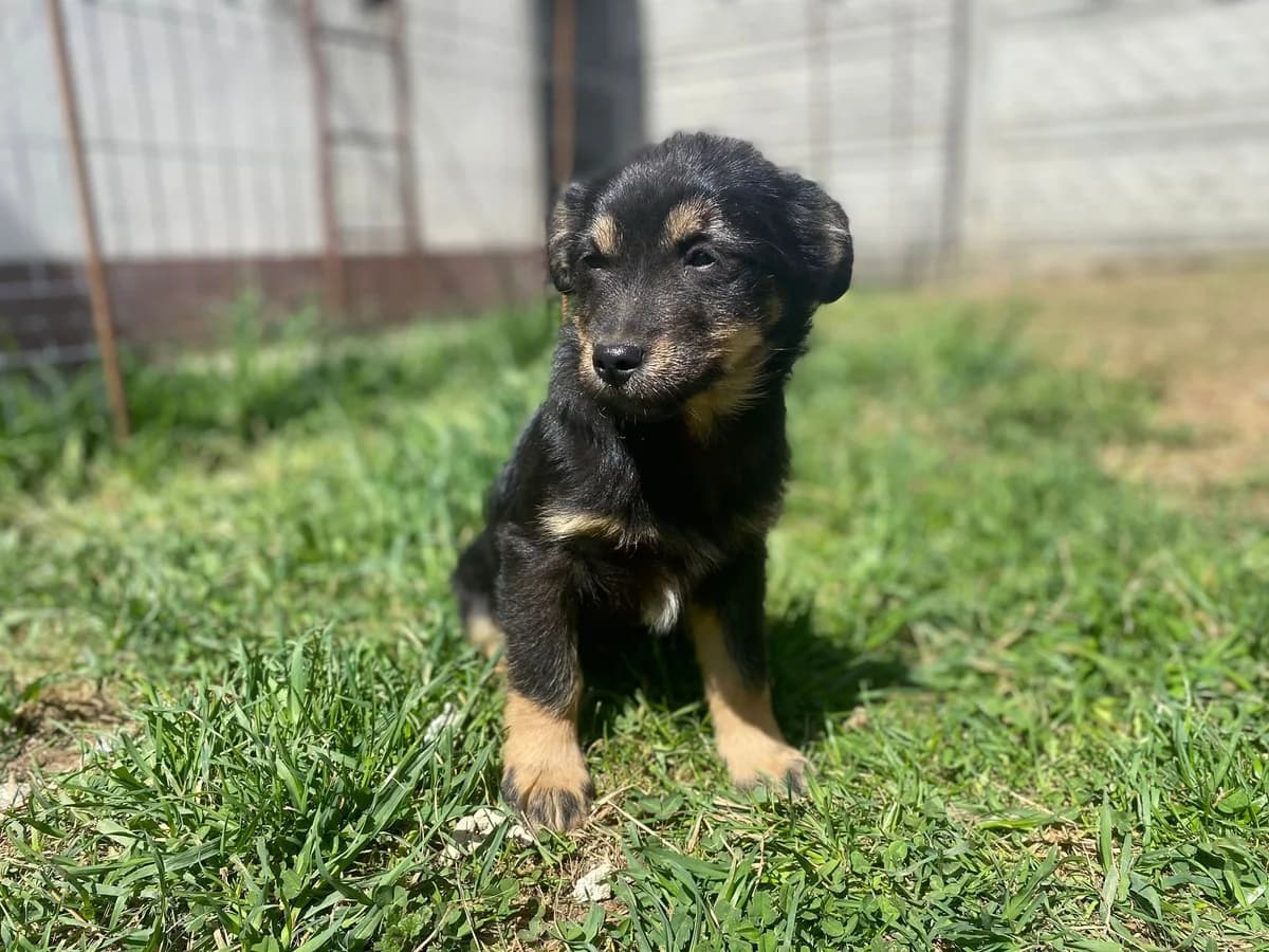 Murmel, puppy Mixed Breed for adoption at Ein Herz für Streuner e.V., München