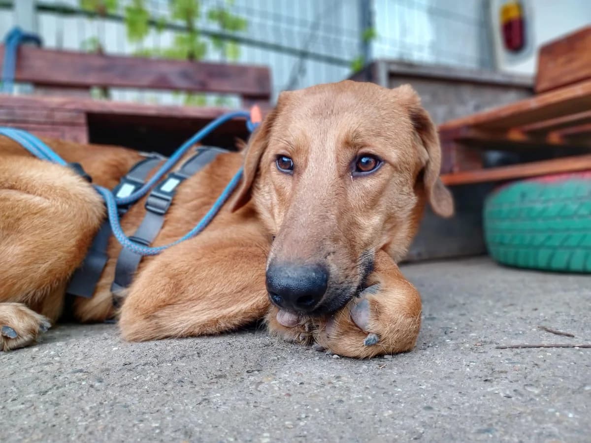 Murphy, male young Mixed Breed for adoption at Ein Herz für Streuner e.V., München