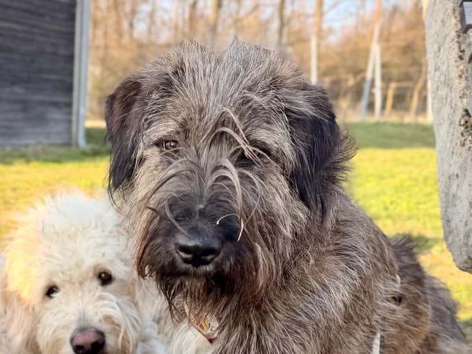 Mushu, getigert male young Mixed Breed for adoption at Ein Herz für Streuner e.V., München