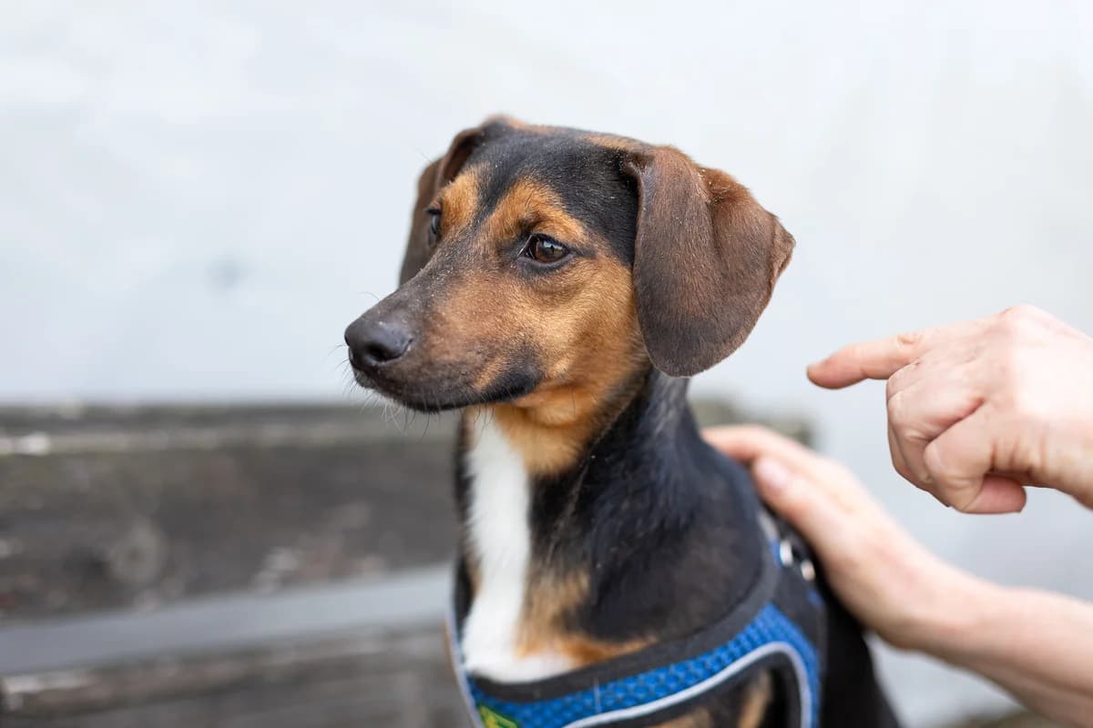 Mykelti, male 3yo Mixed Breed for adoption at Ein Herz für Streuner e.V., München