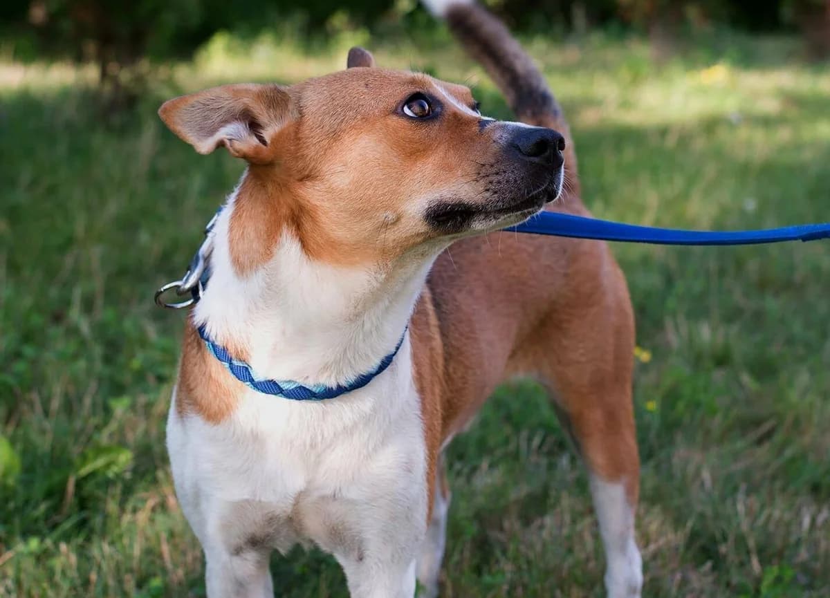 Myko, male 5yo Mixed Breed for adoption at Ein Herz für Streuner e.V., München