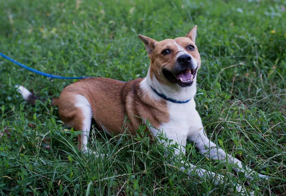 Myko, male 5yo Mixed Breed for adoption at Ein Herz für Streuner e.V., München