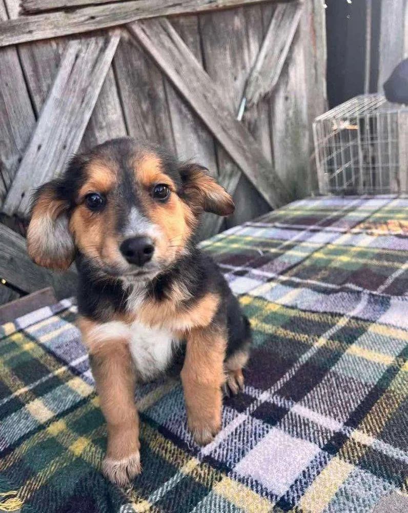Myla, puppy Mixed Breed for adoption at Ein Herz für Streuner e.V., München