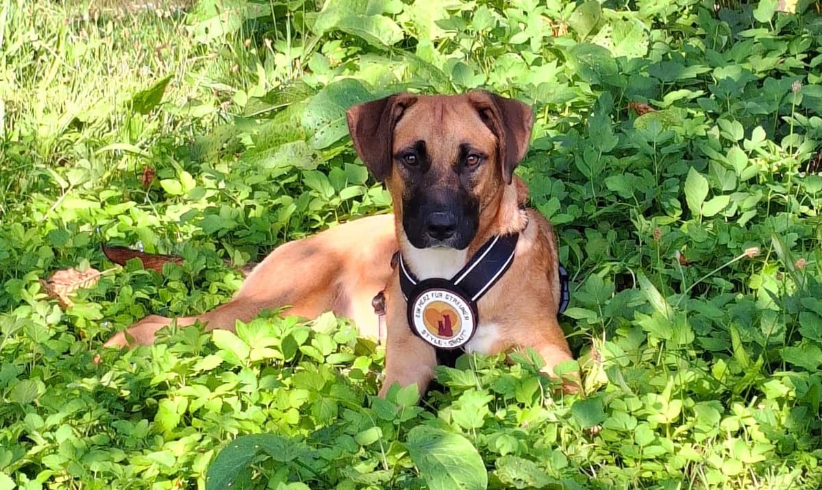 Myla, female puppy Mixed Breed for adoption at Ein Herz für Streuner e.V., München