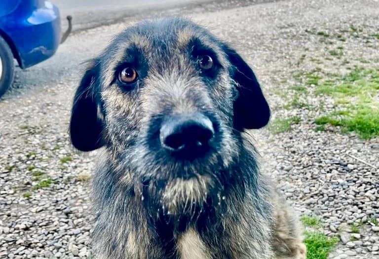 Mystery, female young Mixed Breed for adoption at Ein Herz für Streuner e.V., München