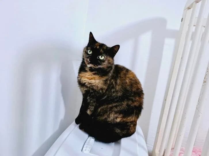 Mystik, female 5yo Mixed Breed for adoption at Ein Herz für Streuner e.V., München