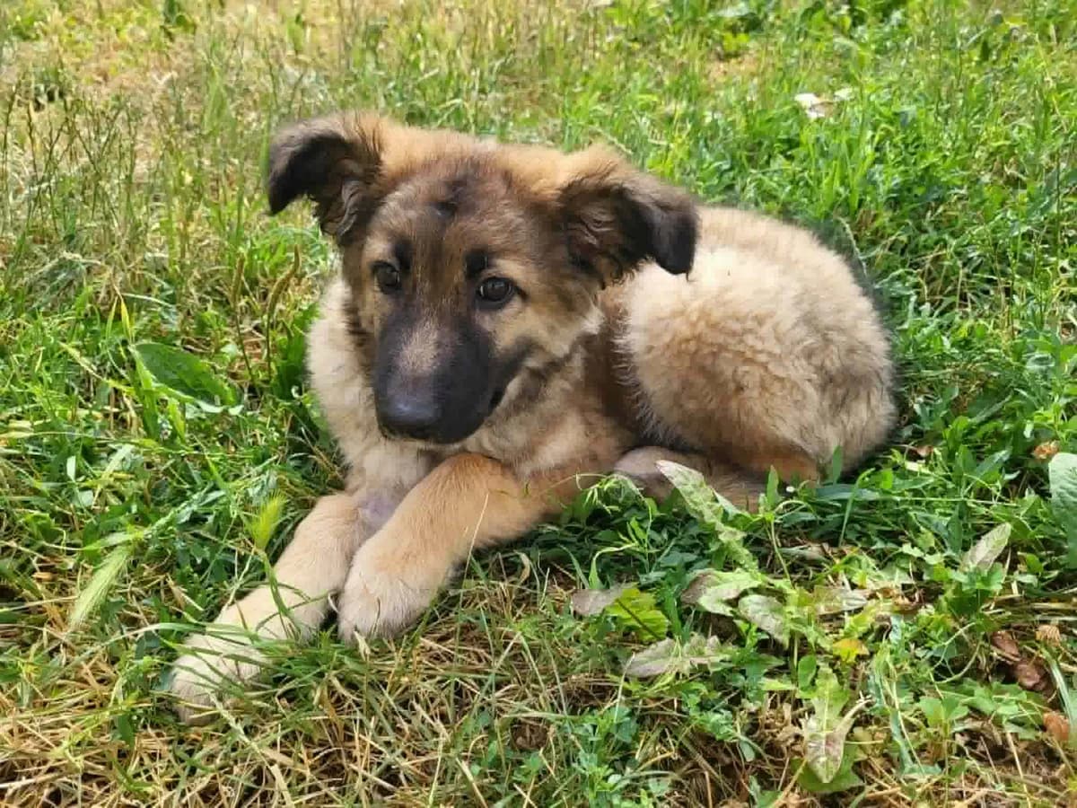 Nabih, male puppy Mixed Breed for adoption at Ein Herz für Streuner e.V., München