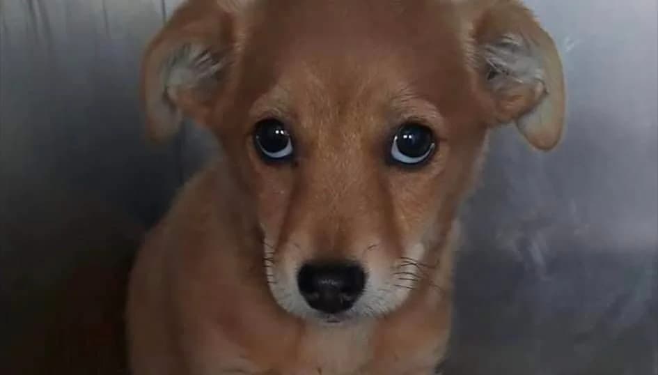 Nacho, female puppy Mixed Breed for adoption at Ein Herz für Streuner e.V., München