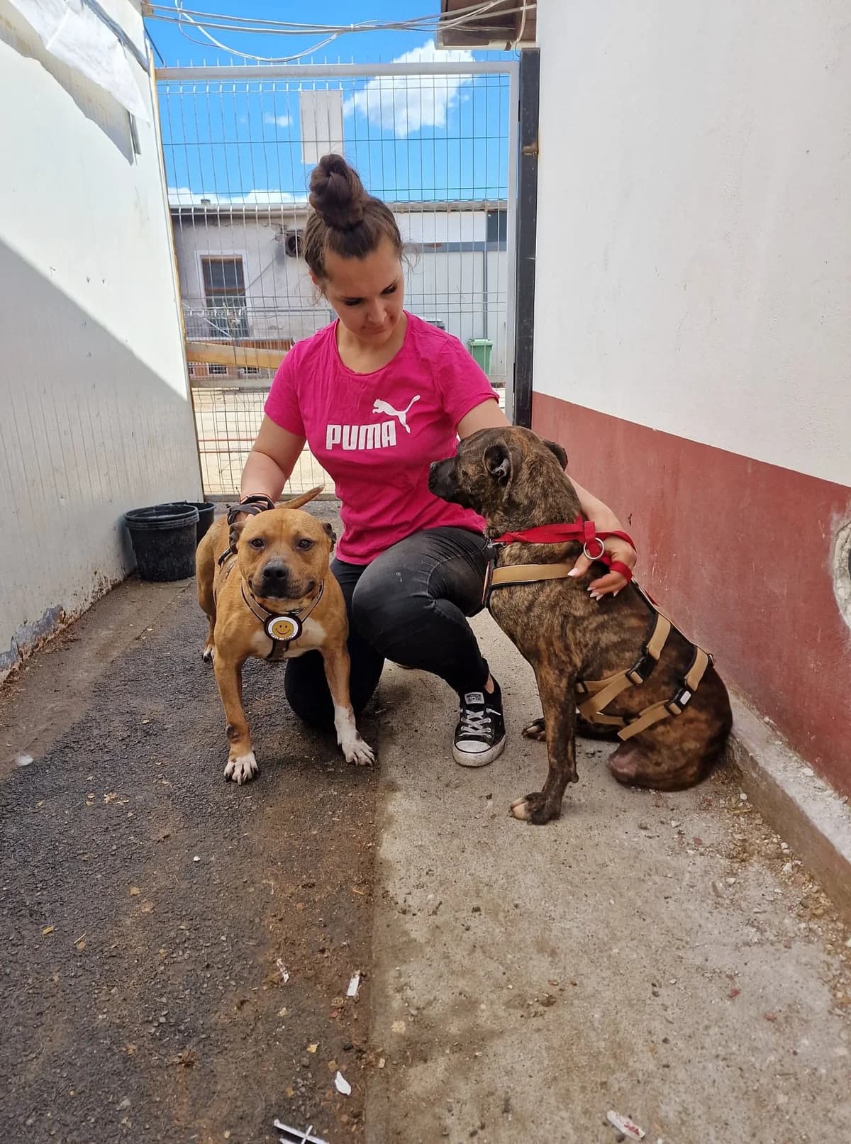 Nada, female 7yo Mixed Breed for adoption at Ein Herz für Streuner e.V., München