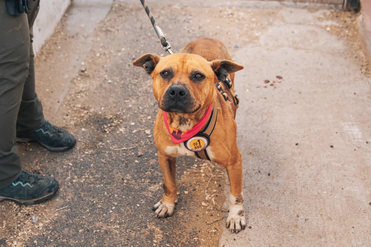 Nada, female 7yo Mixed Breed for adoption at Ein Herz für Streuner e.V., München