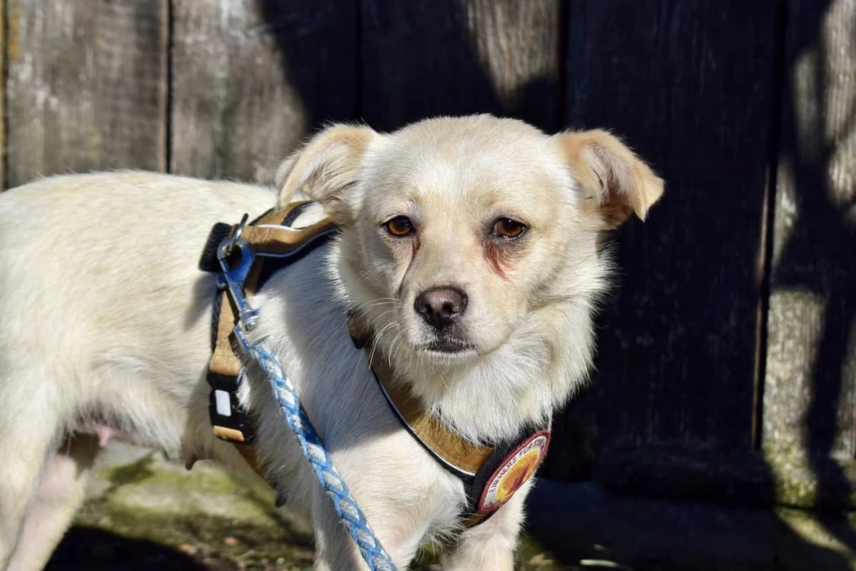 Naddl, female young Mixed Breed for adoption at Ein Herz für Streuner e.V., München