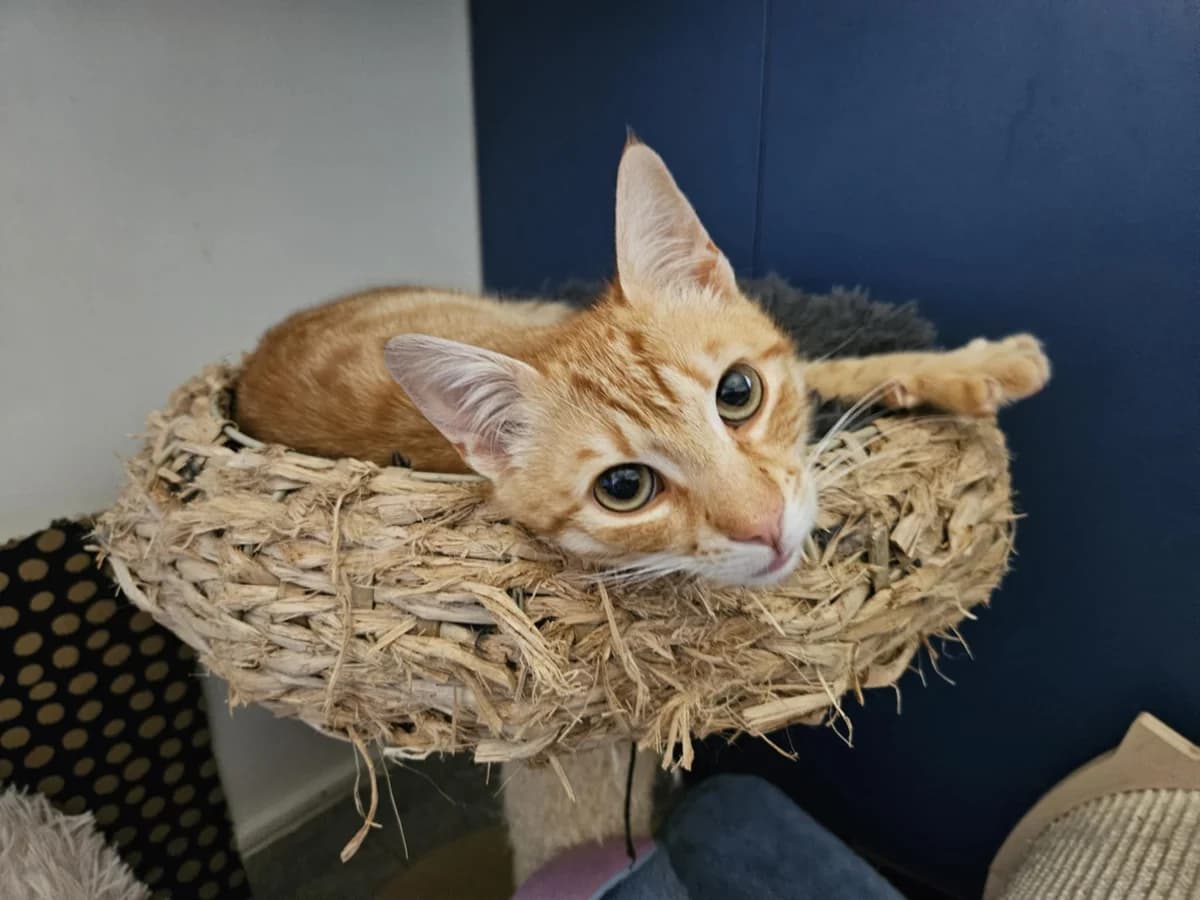 Nadim, Mixed Breed for adoption at Ein Herz für Streuner e.V., München