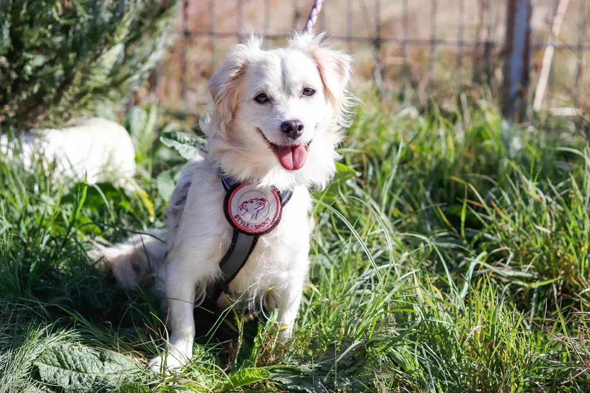 Nadine, weiß female 3yo Mixed Breed for adoption at Ein Herz für Streuner e.V., München