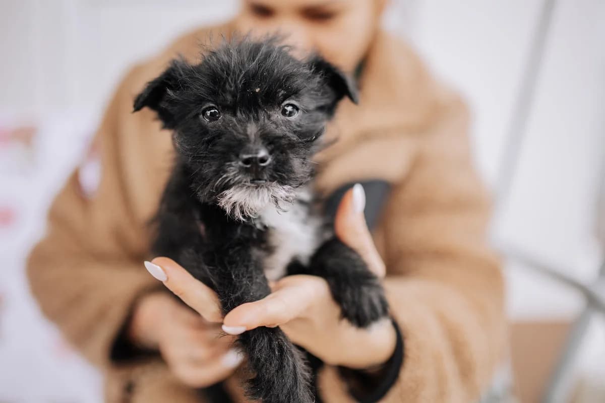Nadja, female puppy Mixed Breed for adoption at Ein Herz für Streuner e.V., München